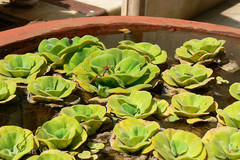 Pistia stratiotes